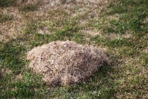 Dethatching