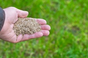 Overseeding